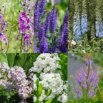 Borderpakket blauw/violet/wit
