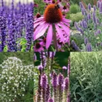 Borderpakket roze/wit/paars