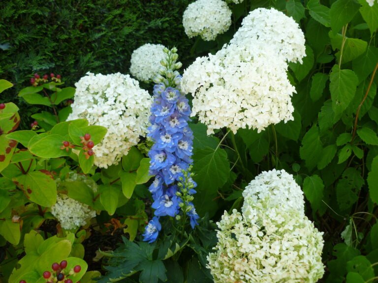 border met bloemen blauw en wit