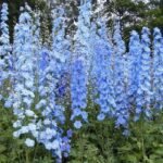 plantborder