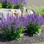 tuinborder