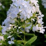 phlox