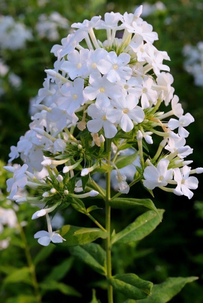 phlox
